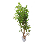 Floor Planter UG-1000010