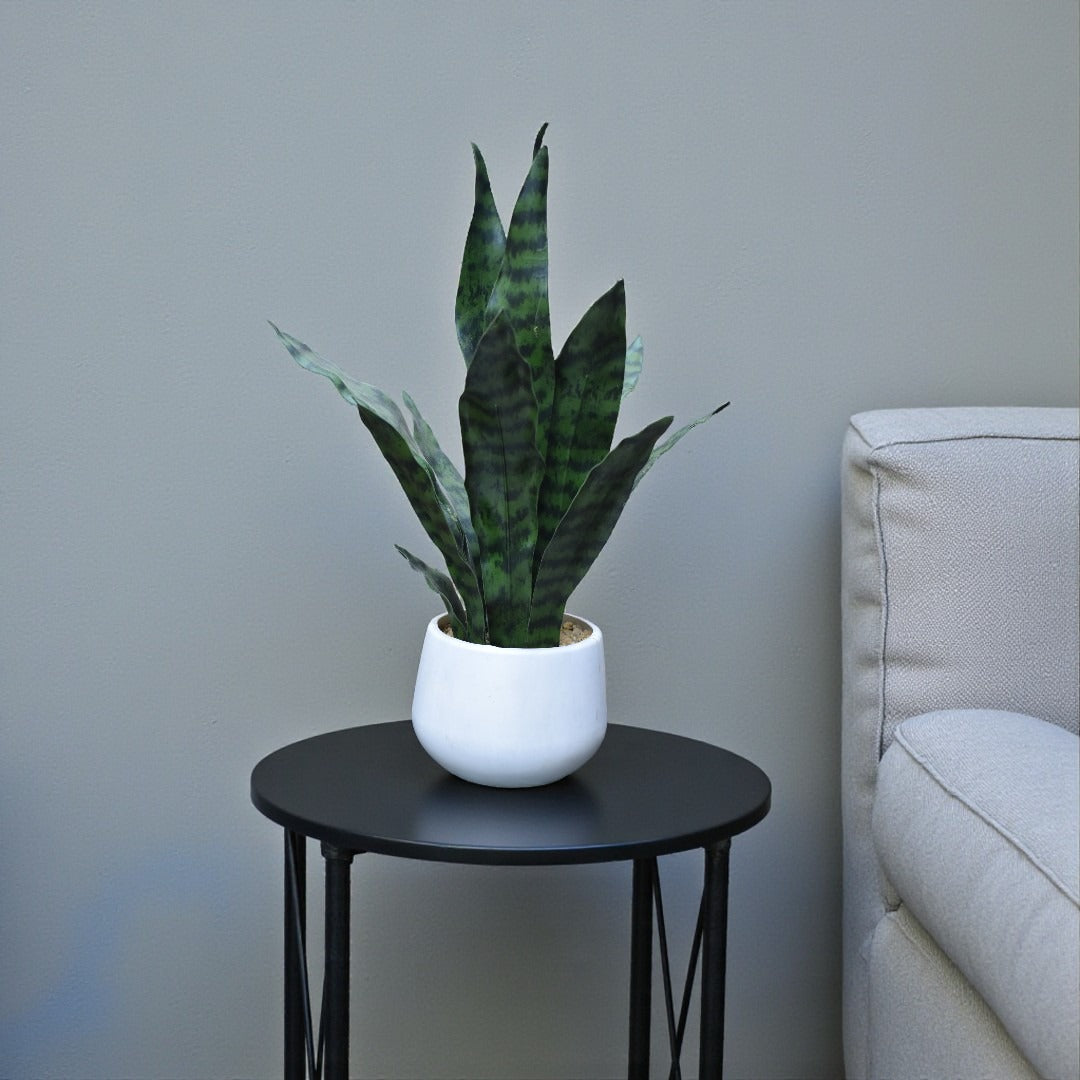 Snakeplant Table Planter