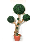 Evergreen Littell Boxwood Planter