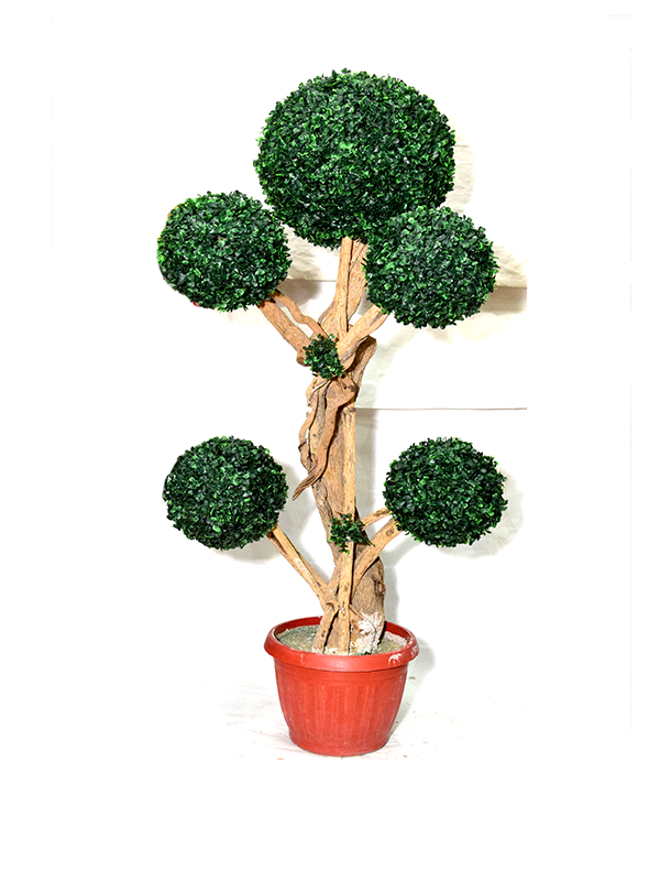 Evergreen Hallee Boxwood Planter