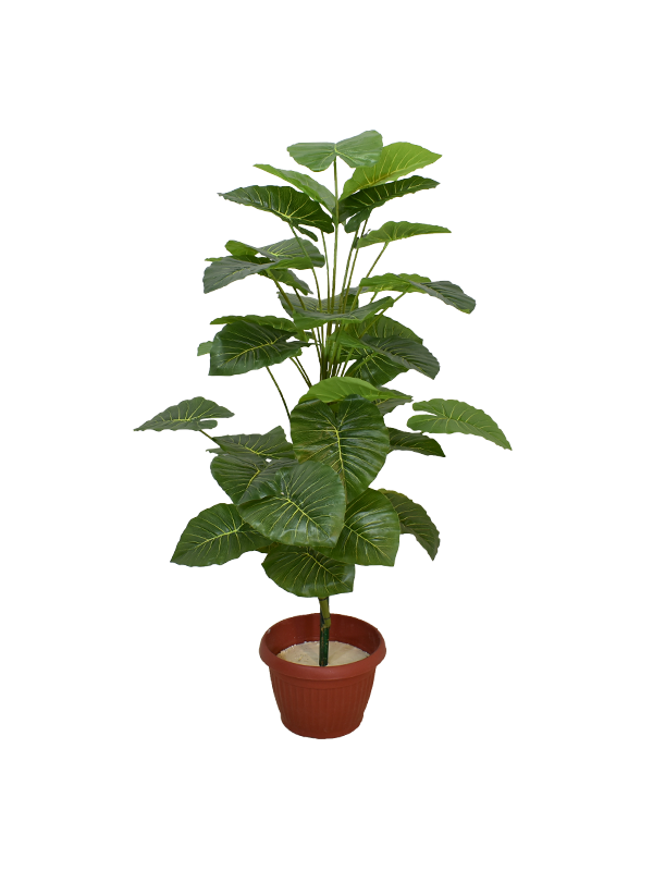 Aravaili Plant - Urban Galleria