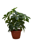 Daycotta Plant