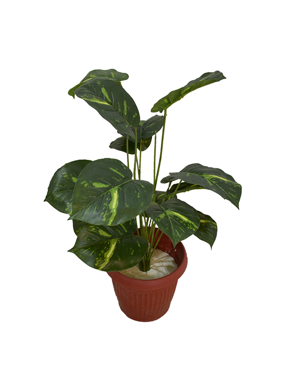 Vermont Plant