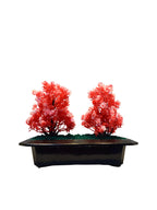 Mudeela Tree Planter