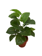Camaila Plant Pot