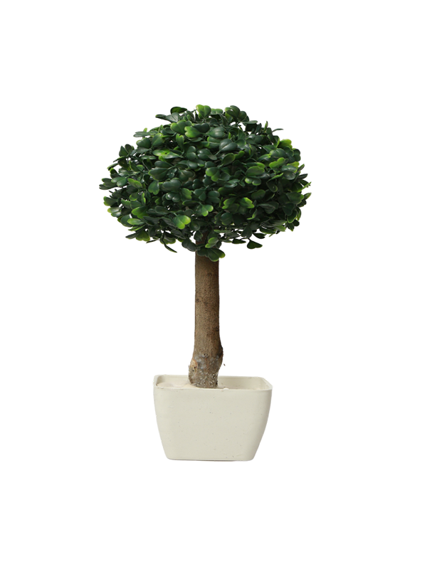Single boxwood tree planter
